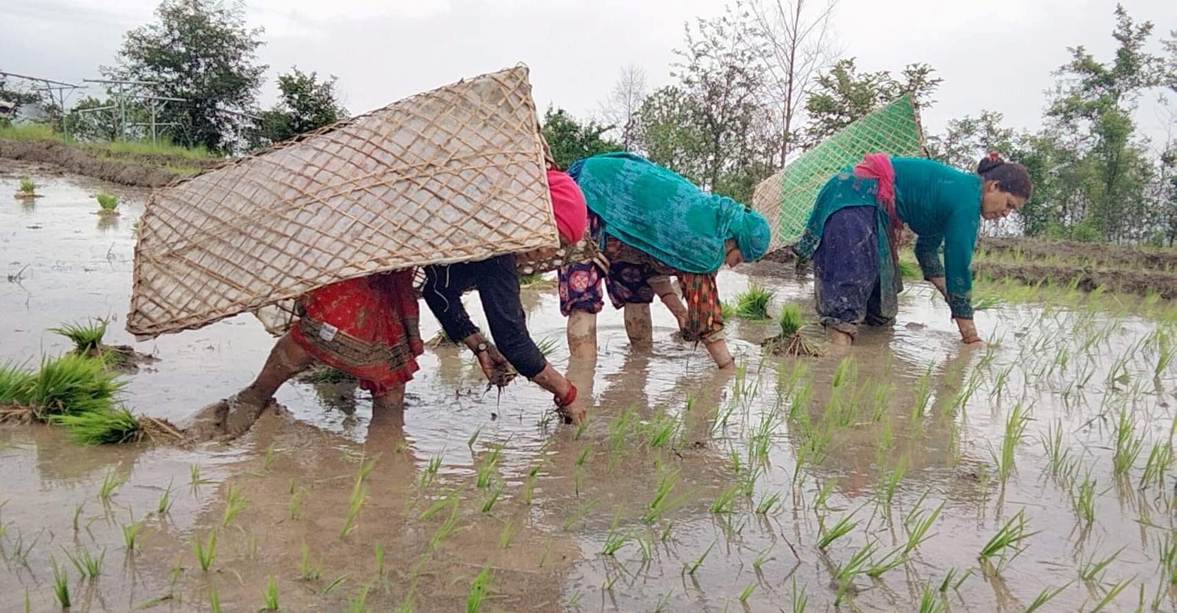 असार १५ मा सोक्ला भ्यालीमा धान दिवस मनाउने तयारी पूरा